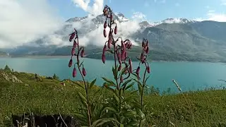 Flore Alpine du Mont-Cenis : le Lis martagon ou la Racine d'Or, Lilium martagon, plante m&eacute;dicinale.