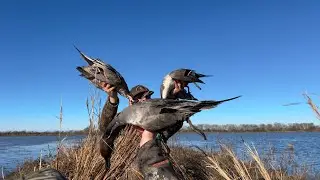 Late Season Pintails in Southwest Louisiana (LIMITS)