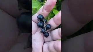 Picking Solb&aelig;r or Black currants in Norway 🇳🇴 #shorts #currants