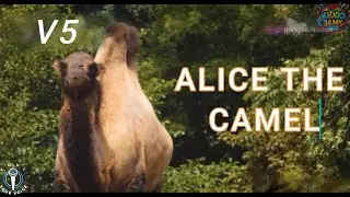 Alice the Camel 2024 V5 Old Song, New look, New Rhythm for the new Generation #Babysensory #Animal