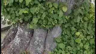 شجرة قديمة جدا  RELAX