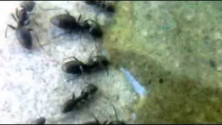 Ants