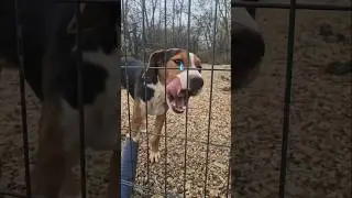 Injured Homeless Dog in our shelter needs food 😔