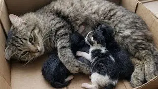 Newborn Kittens Meowing Loudly While Competing for Milk on Day One 🐱🍼
