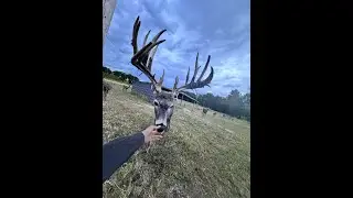 GIANT 200&rdquo; Antler Shed Recovery #deercam #lipcurlscents #deerfarm #whitetail #deerbehavior