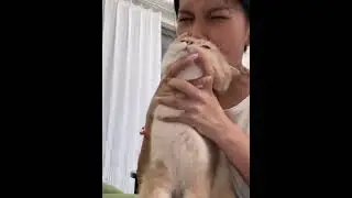 #internetcat #cats #trending #viral #shorts