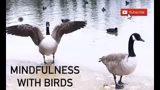 Mindfulness with birds, Bird sounds, Relaxing nature sounds, fishing lake gravel pit.