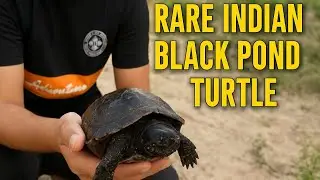 Rare Indian black pond turtle &hellip;.🐢 released , #crazyrover #crazyrover01 #rescue #turtle #wildlife 