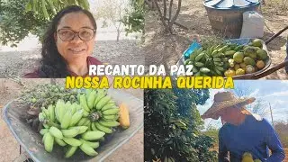 DIA DE LIDA E COLHEITA DE BANANA, LIMÃO, MAMÃO E LARANJA NA NOSSA ROCINHA QUERIDA 