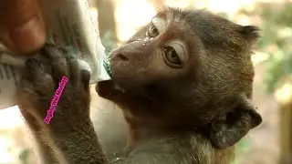 Feeding milk poor little baby monkey Jessie