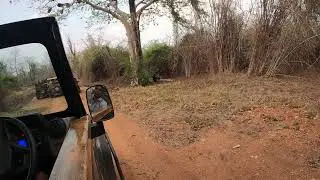 Tadoba Safari # Bear in Jungle in front of Jeep # tadoba Maharasthra