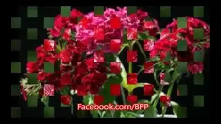 Top 14 Most Beautiful Flowers Pictures 2016