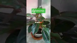 Beautiful Aglaonema plant 🪴 #youtubeshorts #nature #gardening #shorts