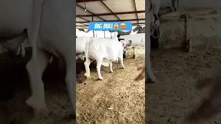 Malir Mandi Latest Update 😱👆🏻 #short #shorts #ytshorts #shortvideo #shortsfeed #cow
