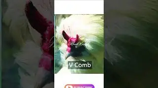 9 types of Chicken Comb #status #viral #murgha