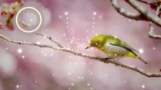 ⚜️ T&III -  Shiver 🎧 {Copyright Free}  🎵