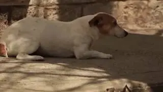 Dog Adoption Ad