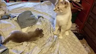 5 week old kitten vs daddy cat ROUND 2