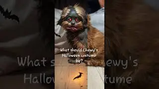 What are your thoughts? #cajunnomads #chewy #puppy #chewbacca #halloween #halloweenlook #petcostume