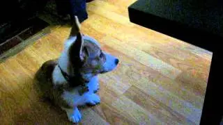 Pembroke Welsh Corgi Puppy Howls at Siren Noise