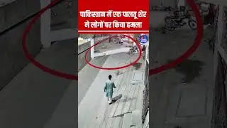 पाकिस्तान में एक पालतूशेर ने लोगों पर किया हमला #Lion #Lahore #Pakistan #Viral #ViralVideo #Trending