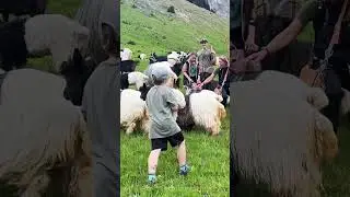 TANNHEIMER TAL | Almauftrieb Schneetalalm