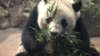 French scientist Pierre Comizzoli discusses panda diplomacy