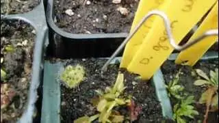 Drosera glanduligera tent&aacute;culos / snap tentacles