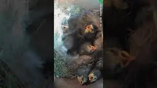 Bird Box Camera Footage  #birdboxcameras #nestboxcamera