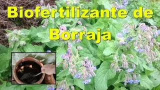 Biofertilizante de Borraja.