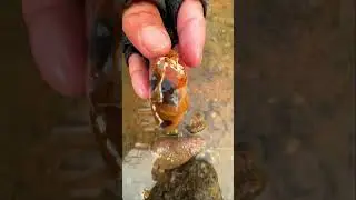 Finding Natural Agate In The River #gemstone #agate #find