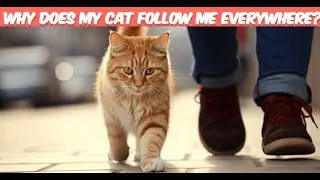 Feline Following: Why Does Your Cat Follow You Everywhere?