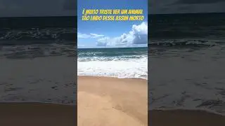 Filhote de golfinho 🐬 morto
