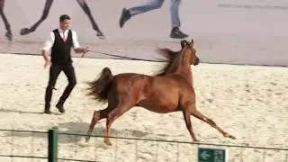 Concours de chevaux arabes &agrave; Cannes