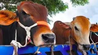 cow videos, cow unloading, cow video, animal, big cow, goru hamba cow, Ep-02