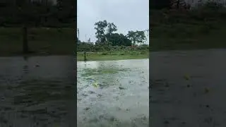Frog sound🐸 #youtube #youtubeshorts #frog #bullfrog #rain #mausam #barish #village #shorts #video
