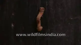 A caterpillar of the Geometridae moth family on a tree trunk | India