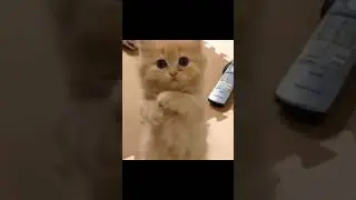 relaxing cute and funny cats moments #cute #shorts #relaxing