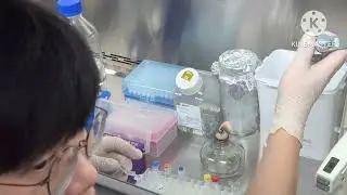 2025.11.25(화) - Transfection 실험과정