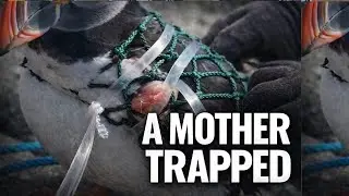 Saving a Mother Puffin: One Net Nearly Destroyed a  Family #fypシ #wildlife #viralvideo #naturelovers