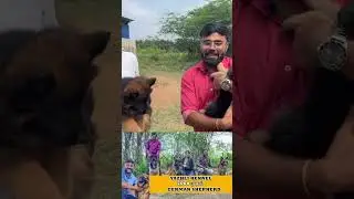 🤩7000 German Shepherd quality🐾 #germanshepherd #dogsforsale #puppiesforsale #prasanth360