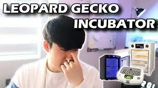 Как выбрать лучший инкубатор для леопардового геккона