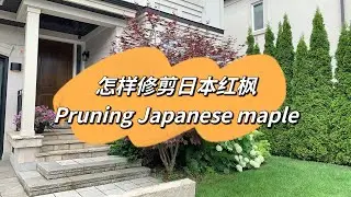 怎样修剪日本红枫 How to prune a Japanese maple