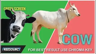 Cow Green screen videos part 4 |  copyright or royalty free videos |  more visit Freesource