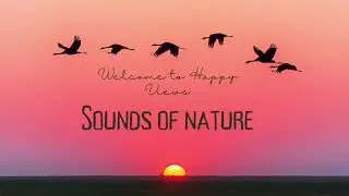 Gentle Water Sounds & Birds Singing | Sweet Relaxing Nature Music (15 Min)