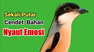 Cendet  Gacor ampuh untuk pancingan cendet bahan