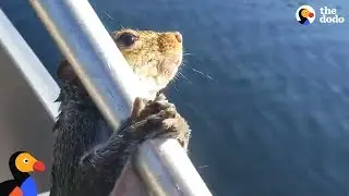 Guy Helps Squirrel Trying To Swim In Lake | The Dodo