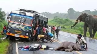 गुस्से में हाथी 🐘 बना मौत का तूफान 😱 || Angry Elephant Attack 😳 || #wildlifedrama #angryelephant 