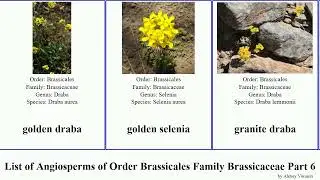 List of Angiosperms of Order Brassicales Family Brassicaceae Part 6 heliophila erysimum hesperis