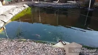 Quick pond update